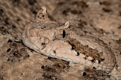 Crotalus cerastes laterorepens