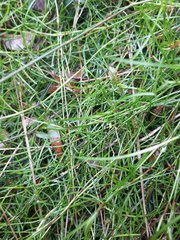 Schoenus maschalinus