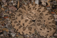 Crotalus cerastes laterorepens