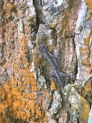 Anolis antonii