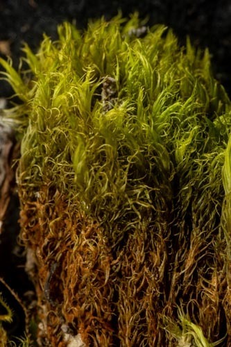 Dicranum acutifolium observed 2022-07-19