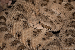 Crotalus cerastes laterorepens