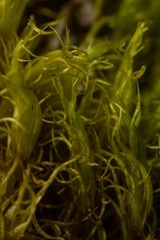 Dicranum acutifolium