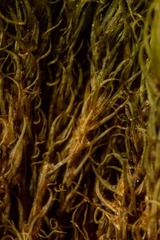 Dicranum acutifolium