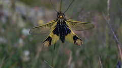 Libelloides longicornis