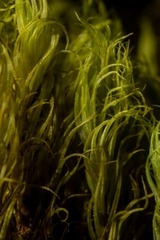 Dicranum acutifolium