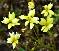 Goodenia pusilliflora