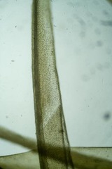 Dicranum acutifolium