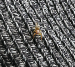 Opisthoncus sexmaculatus