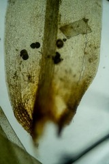 Dicranum acutifolium