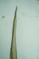 Dicranum acutifolium