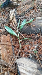 Pterostylis foliata