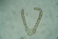 Dicranum acutifolium