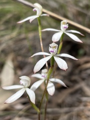 Caladenia ustulata