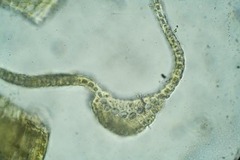 Dicranum acutifolium