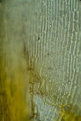 Dicranum acutifolium