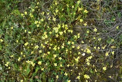 Goodenia pusilliflora