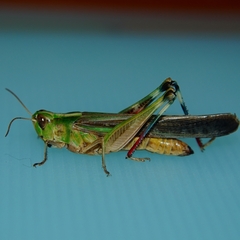 Aiolopus thalassinus