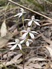 Caladenia ustulata