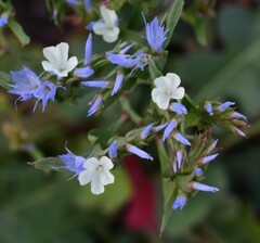 Limonium lobatum