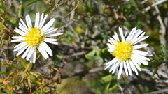 Brachyscome ciliaris