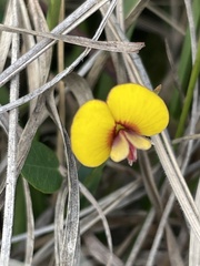 Bossiaea prostrata