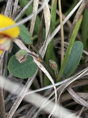 Bossiaea prostrata