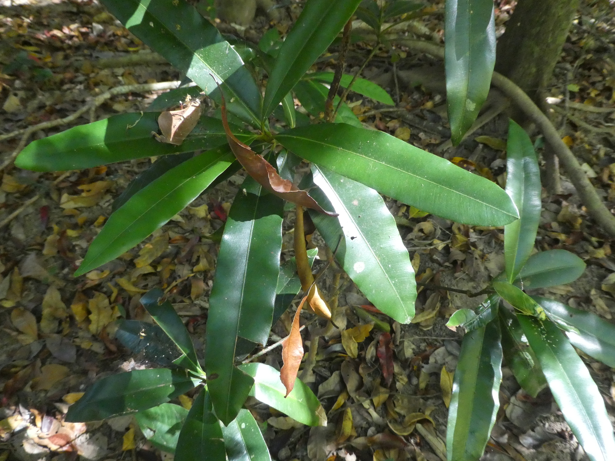 Alligatorbark (Calophyllum australianum)
