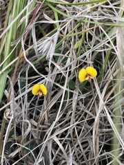 Bossiaea prostrata