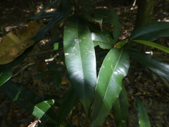 Calophyllum australianum