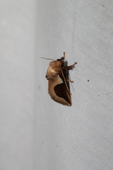 Prolimacodes badia