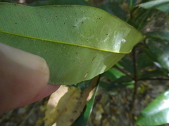 Calophyllum australianum