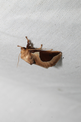 Prolimacodes badia
