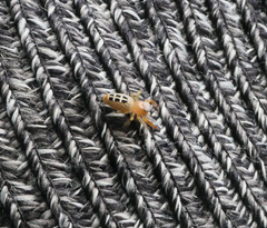 Opisthoncus sexmaculatus