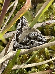 Dichromodes stilbiata