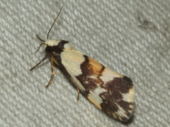 Philenora irregularis