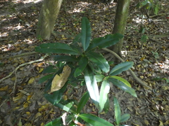 Calophyllum australianum