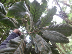 Meliosma grandifolia