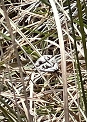 Dichromodes stilbiata
