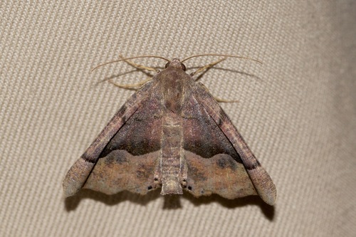 Honest Pero Moth
