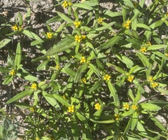 Melampodium sericeum