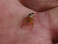 Opisthoncus sexmaculatus