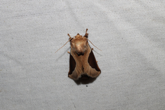 Prolimacodes badia