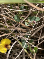 Bossiaea prostrata