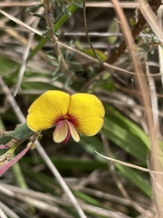 Bossiaea prostrata