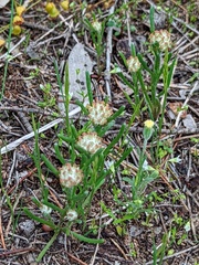 Blennospora drummondii