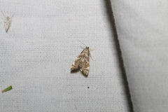 Petrophila canadensis