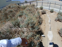 Parthenium argentatum