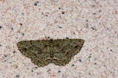 Calicha griseoviridata