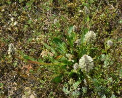 Ptilotus nobilis